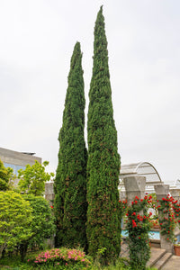 20 MEDITERRANEAN CYPRESS TREE Italian Pencil Pine Cedar Cupressus Sempervirens Stricta Seeds