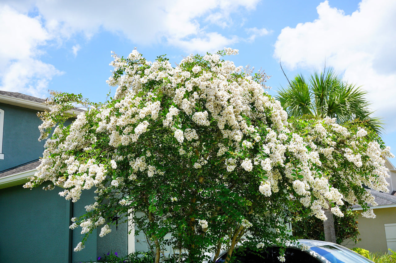 35 WHITE CREPE MYRTLE Lagerstroemia Indica Flowering Shrub Bush Small Tree Seeds