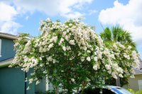 35 WHITE CREPE MYRTLE Lagerstroemia Indica Flowering Shrub Bush Small Tree Seeds