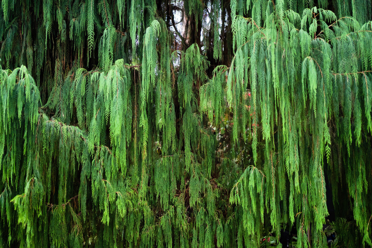 30 Kashmir WEEPING CYPRESS TREE Cupressus Cashmeriana Blue Evergreen Seeds