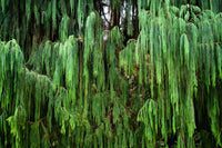 30 Kashmir WEEPING CYPRESS TREE Cupressus Cashmeriana Blue Evergreen Seeds