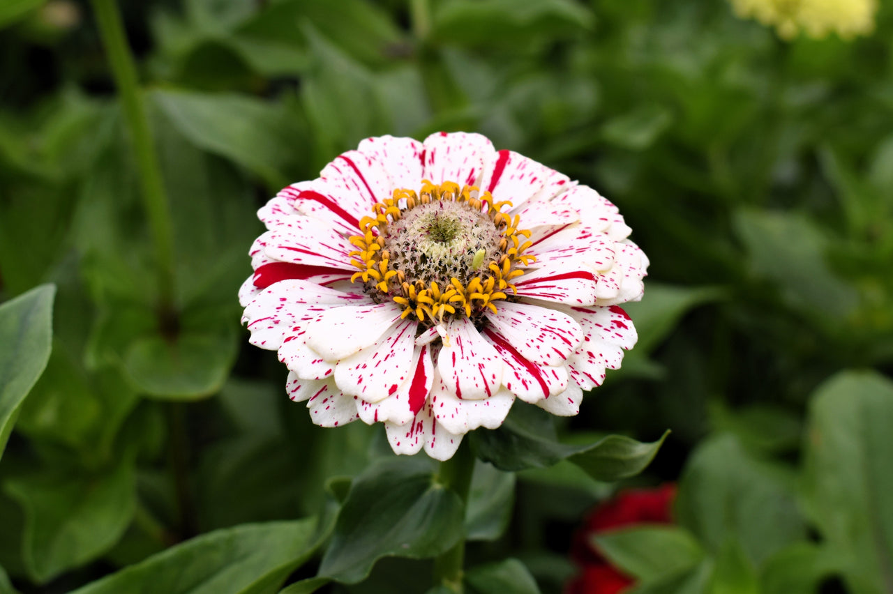 150 PEPPERMINT STICK ZINNIA Mix Mixed Colors Red Stripe Elegans Flower Seeds