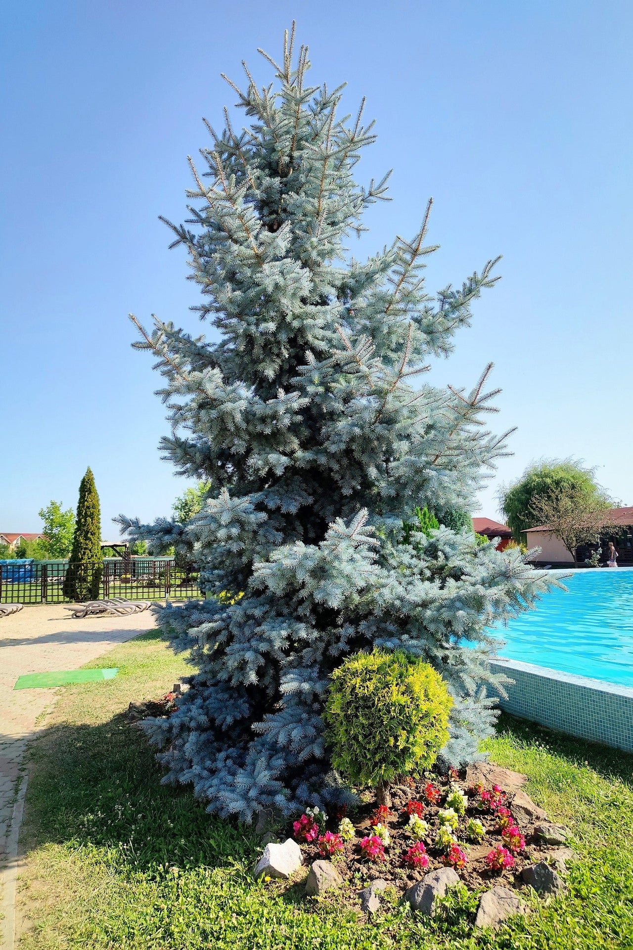 50 Colorado BLUE SPRUCE Tree Picea Pungens Glauca Christmas Tree White Silver Spruce Evergreen Seeds