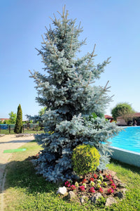50 Colorado BLUE SPRUCE Tree Picea Pungens Glauca Christmas Tree White Silver Spruce Evergreen Seeds