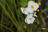 500 White Broadleaf ARROWHEAD Sagittaria Latifolia POND WETLAND Flower Seeds