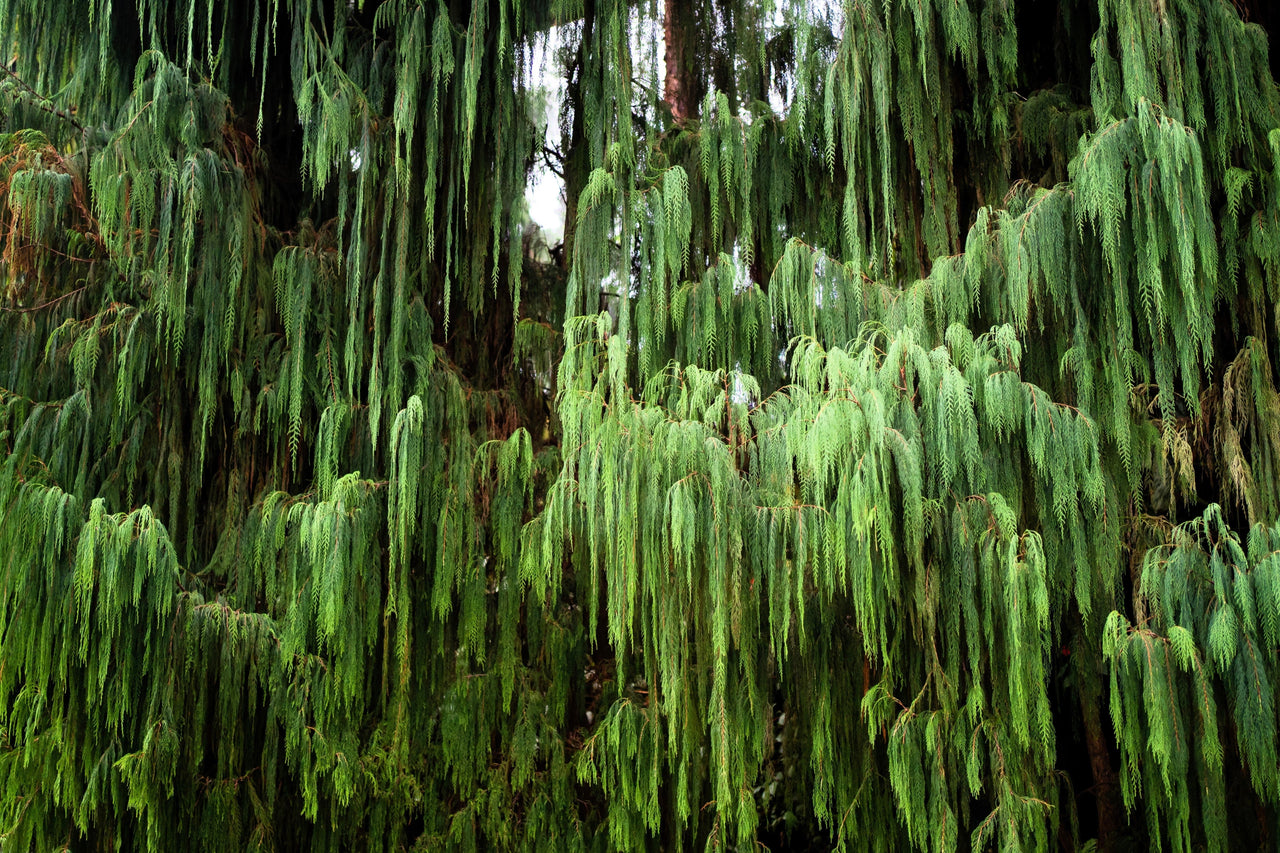 30 Kashmir WEEPING CYPRESS TREE Cupressus Cashmeriana Blue Evergreen Seeds