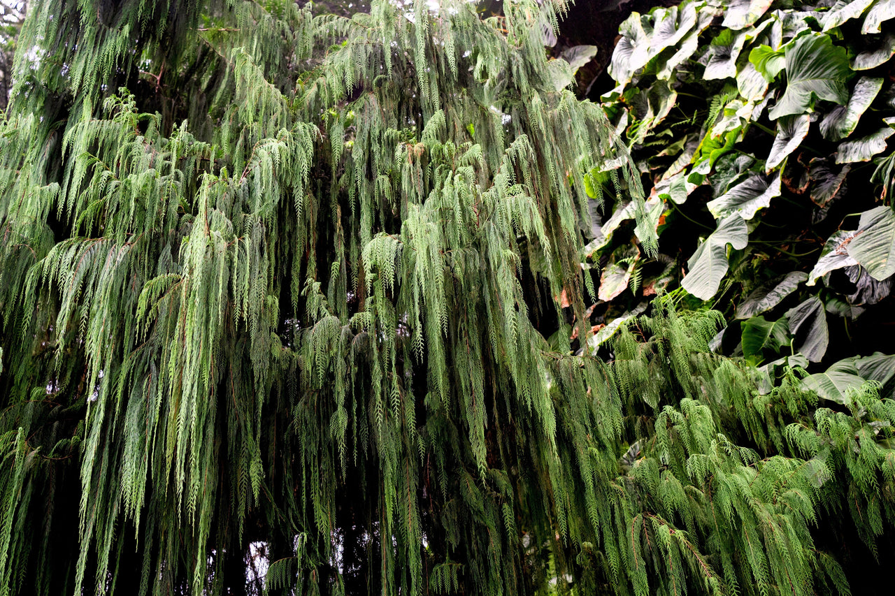 30 Kashmir WEEPING CYPRESS TREE Cupressus Cashmeriana Blue Evergreen Seeds