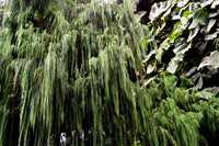 30 Kashmir WEEPING CYPRESS TREE Cupressus Cashmeriana Blue Evergreen Seeds