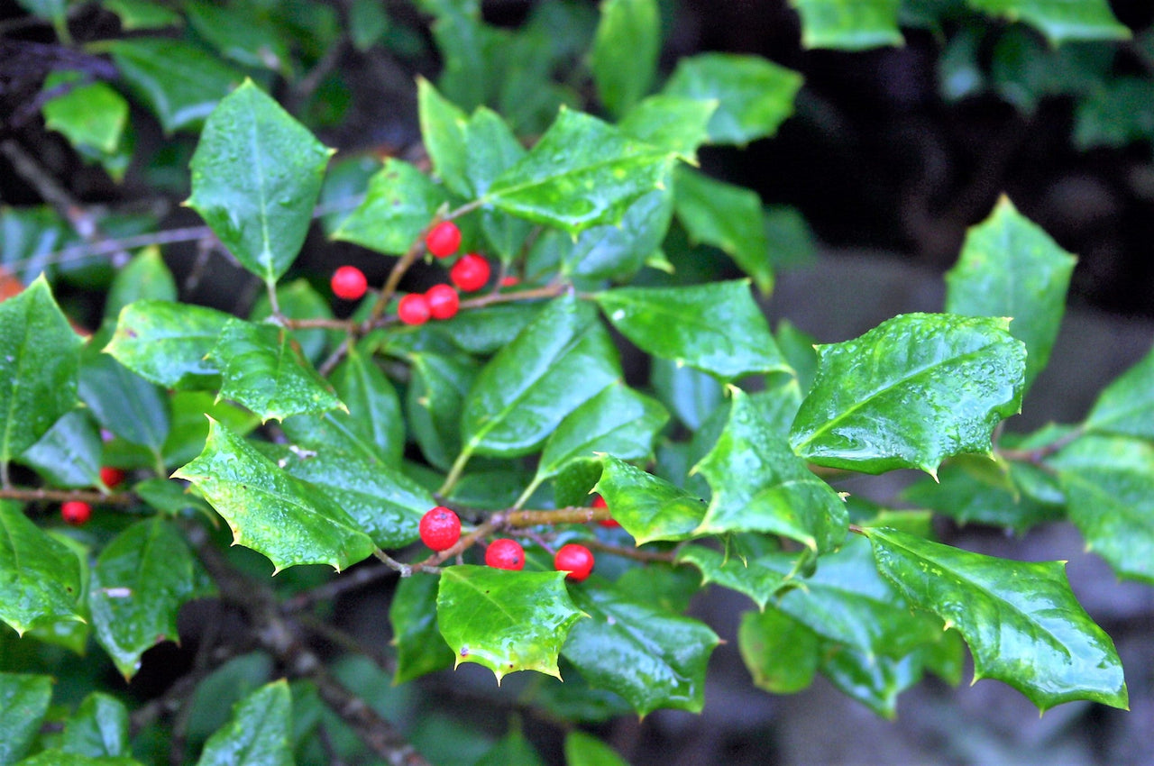 40 AMERICAN HOLLY Ilex Opaca Tree Shrub Evergreen Red Berry Seeds - aka White Holly, Prickly Holly, Christmas Holly, Yule Holly
