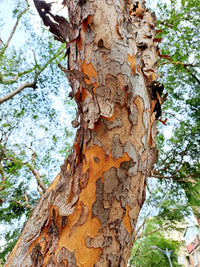 50 CHINESE ELM TREE (Lacebark) Ulmus Parvifolia Seeds