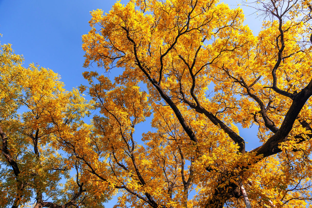 10 GINKGO BILOBA Maidenhair Tree Yellow Fall Orange "Fruit" Herb Seeds