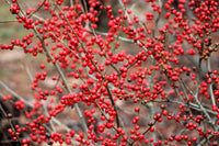50 WINTERBERRY Holly Ilex Verticillata - Candian Holly / Fever Bush / Black Alder Tree Shrub Red Berry White Flower Seeds