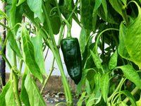50 ANCHO POBLANO PEPPER Chili Pepper Capsicum Annuum Vegetable Seeds