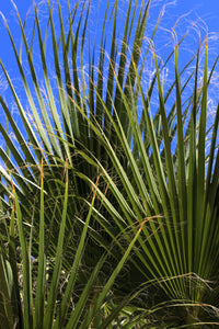 5 GREEN SAW PALMETTO Serenoa Repens American Dwarf Palm Tree Shrub Edible Fruit Sun or Shade Seeds
