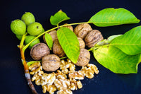 5 ENGLISH WALNUT aka Common, Hardy Carpathian, Persian Nut Fruit Tree Juglans Regia Orientis Seeds