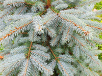 50 Colorado BLUE SPRUCE Tree Picea Pungens Glauca Christmas Tree White Silver Spruce Evergreen Seeds