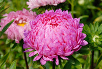 30 Duchess PINK PAEONY ASTER French Peony Callistephus Flower Seeds