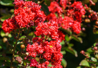 35 RED CREPE MYRTLE Lagerstroemia Indica Flowering Shrub Bush Small Tree Seeds