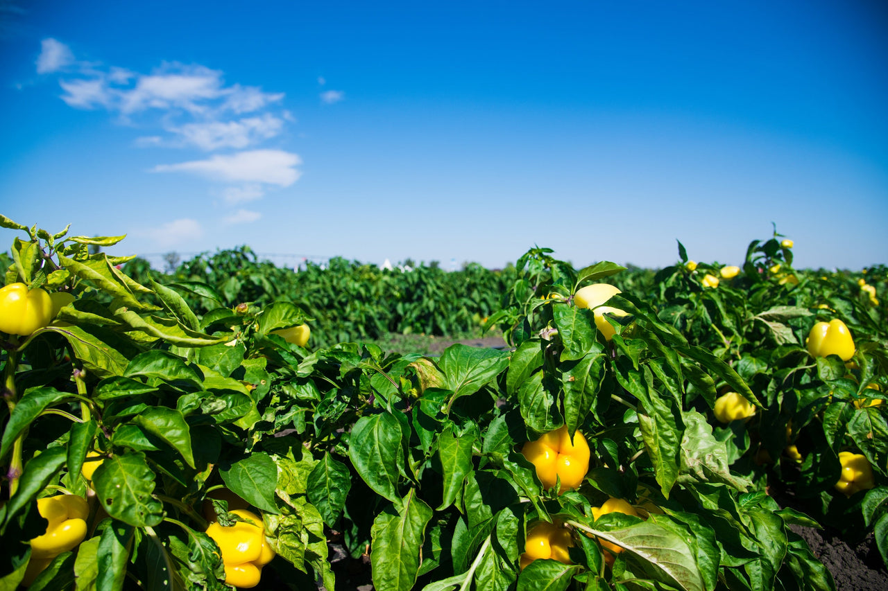 100 CANARY BELL PEPPER Sweet Yellow Capsicum Annuum Vegetable Seeds