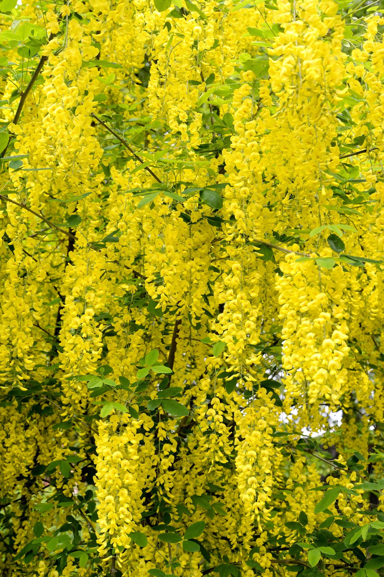 10 GOLDEN CHAIN TREE Goldenchain Laburnum Anagyroides Yellow Flower Seeds