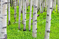 50 Golden QUAKING ASPEN TREE Populus Tremuloides White Bark Yellow Fall Cold Hardy Seeds