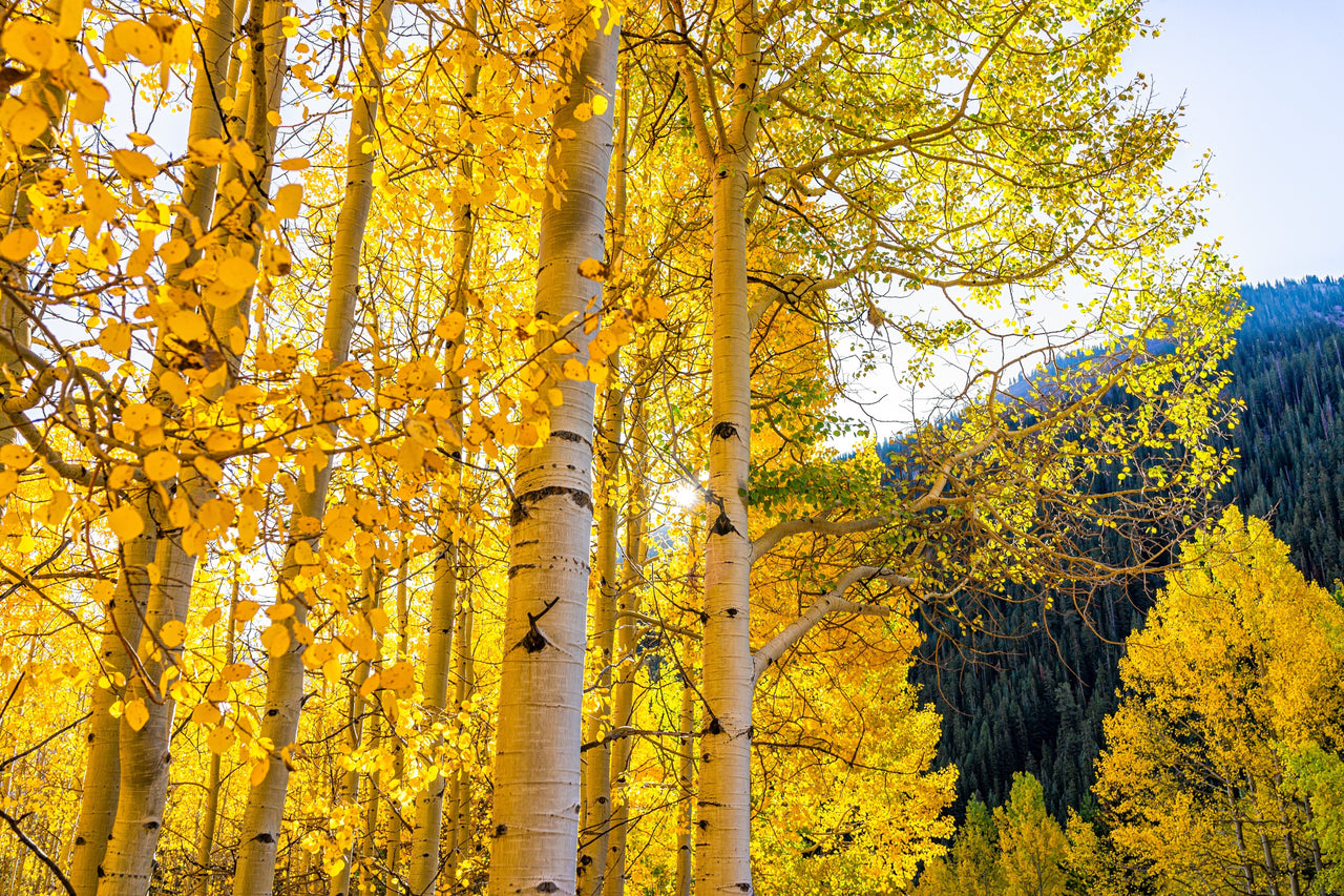 50 Golden QUAKING ASPEN TREE Populus Tremuloides White Bark Yellow Fall Cold Hardy Seeds