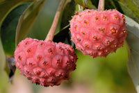 5 PINK DOGWOOD Tree Cornus Capitata Angustata Kousa Ornamental Flowering Tree Seeds