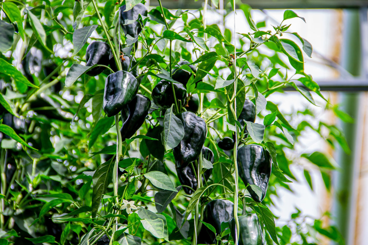 50 ANCHO POBLANO PEPPER Chili Pepper Capsicum Annuum Vegetable Seeds