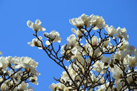 10 SOUTHERN MAGNOLIA TREE 12