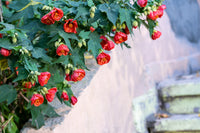 30 Mixed Colors FLOWERING MAPLE (Chinese Bell Flower) Abutilon Hybridum Shrub Bush Small Tree Seeds