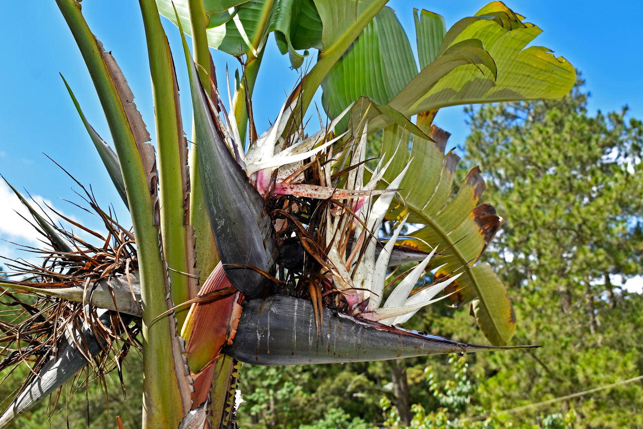 10 TRAVELLER'S PALM TREE Ravenala Madagascariensis Flower Houseplant Seeds