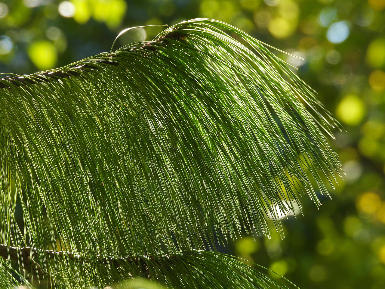 30 Mexican WEEPING PINE TREE Evergreen Pinus Patula Seeds
