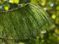 30 Mexican WEEPING PINE TREE Evergreen Pinus Patula Seeds