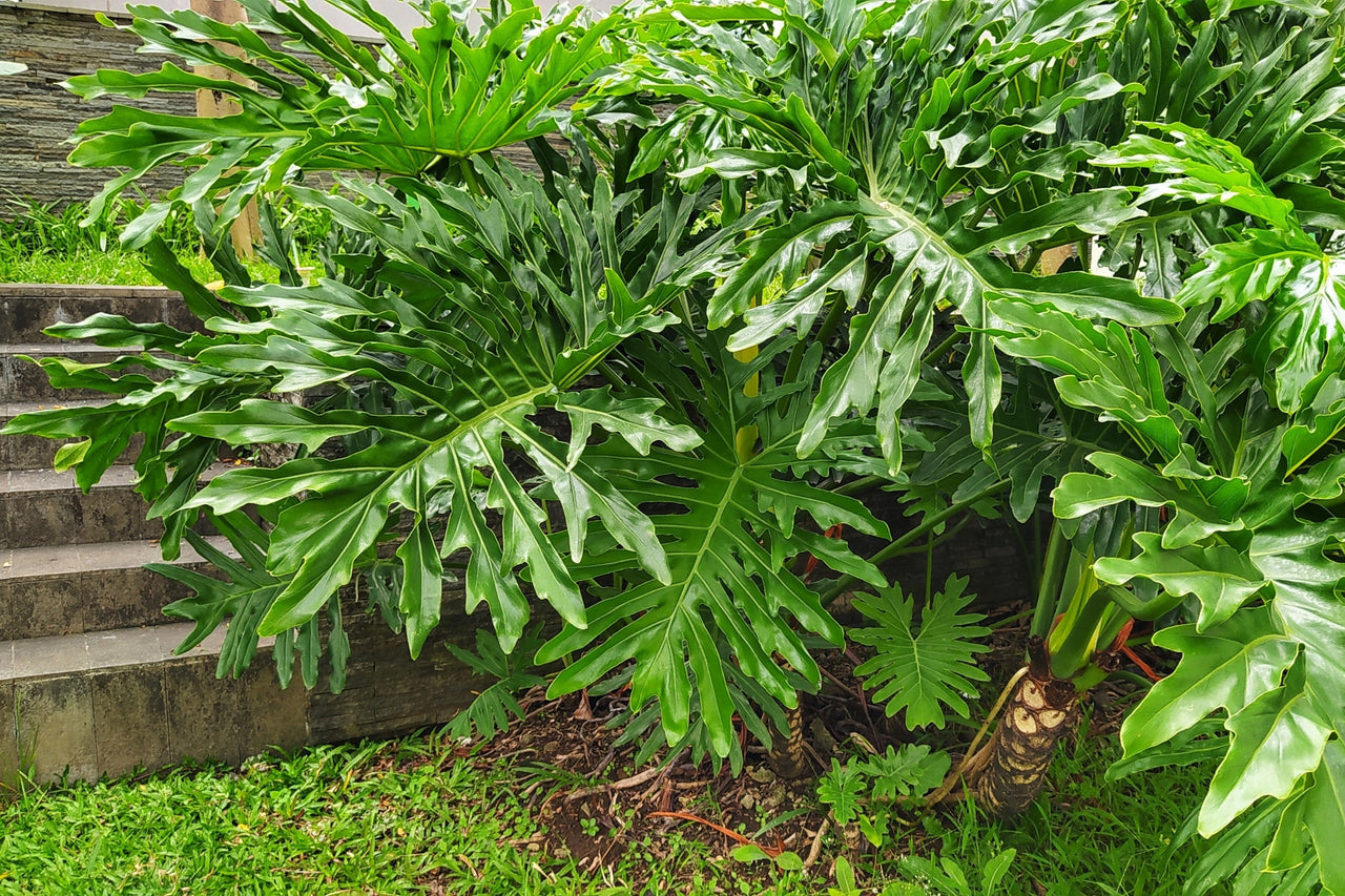 15 Lacy TREE PHILODENDRON Split Leaf Cut-leaf Selloum House Plant Seeds