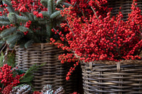 50 WINTERBERRY Holly Ilex Verticillata - Candian Holly / Fever Bush / Black Alder Tree Shrub Red Berry White Flower Seeds