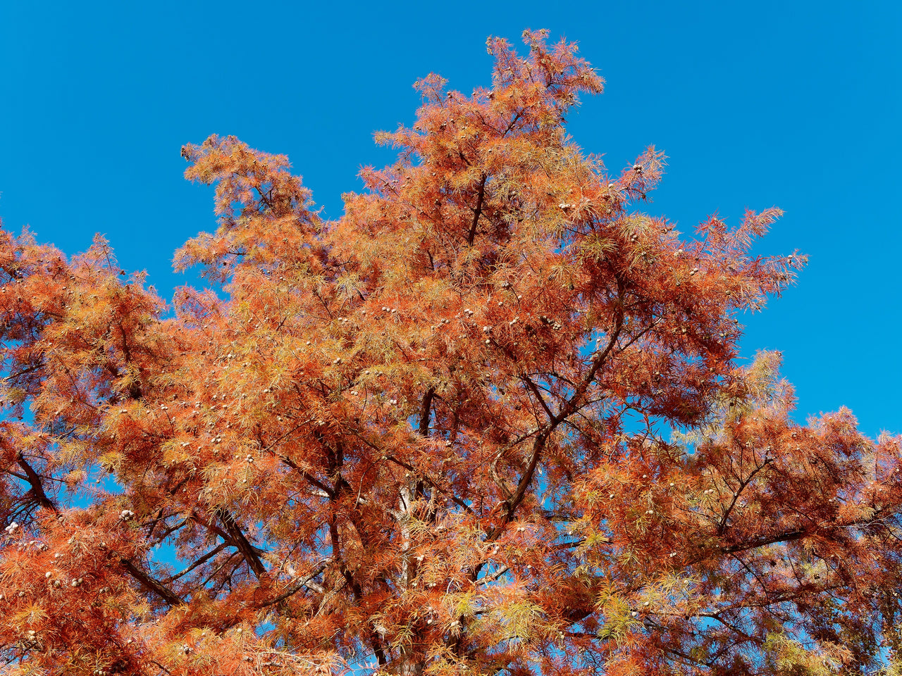 20 DAWN REDWOOD Tree Metasequoia Glyptostroboides Conifer Seeds