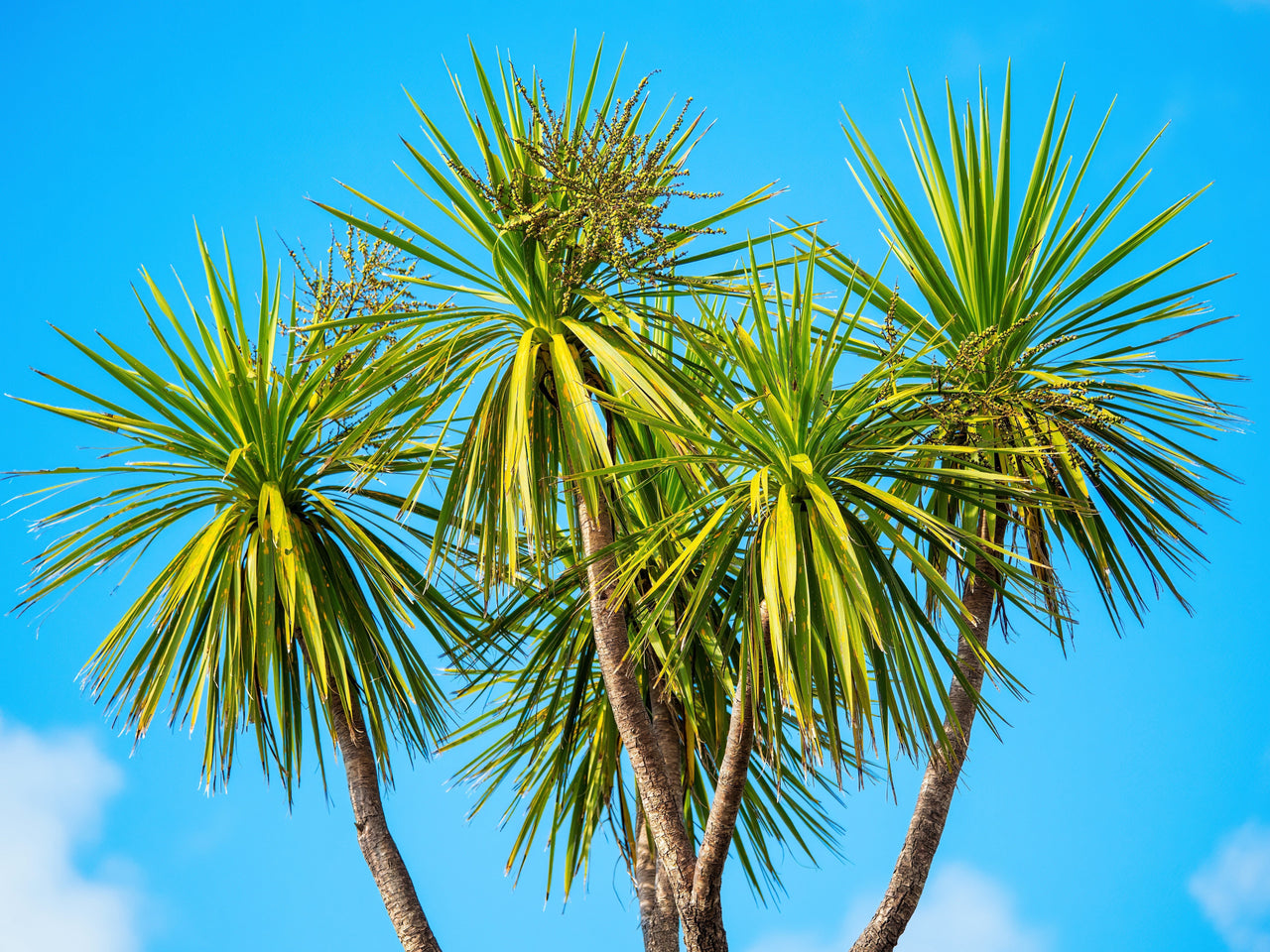 50 CABBAGE PALM / GIANT DRACAENA Australis Cordyline Tree Houseplant Seeds