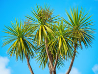 50 CABBAGE PALM / GIANT DRACAENA Australis Cordyline Tree Houseplant Seeds