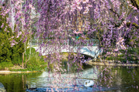 10 WEEPING HIGAN CHERRY Tree Japanese Prunus Subhirtella Pendula Pink Flower Seeds