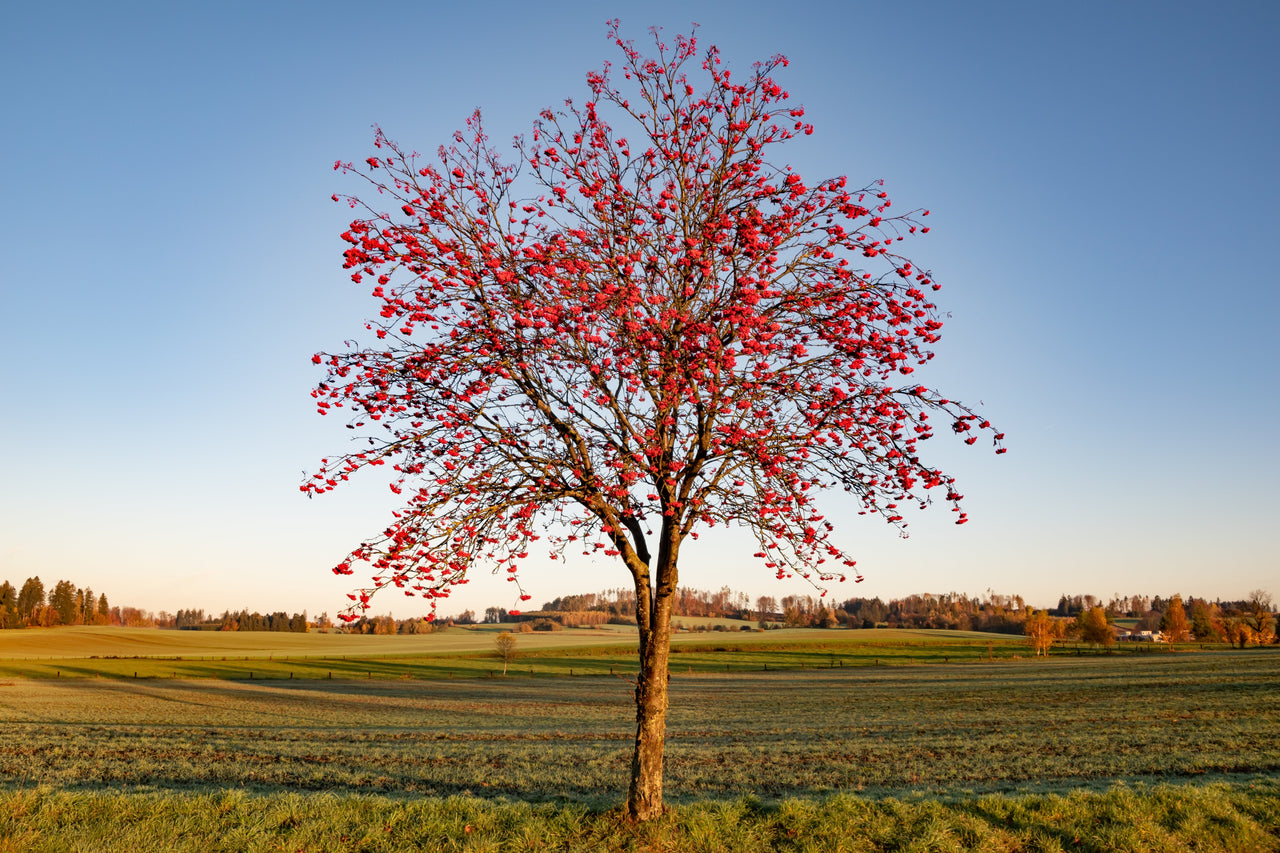 20 ASH TREE Mountain / Amur / Rowan - Sorbus Aucuparia Seeds