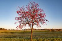 20 ASH TREE Mountain / Amur / Rowan - Sorbus Aucuparia Seeds
