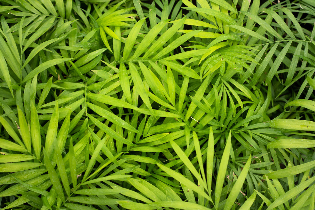 15 PARLOR PALM Neanthe Bella Palm Chamaedorea Elegans Tree Houseplant Seeds