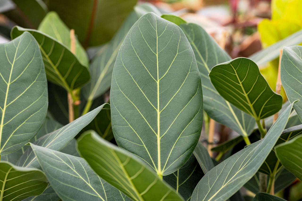 50 BANYAN / BANYAN FIG TREE East Indian Ficus Benghalensis Aerial Root Houseplant Seeds