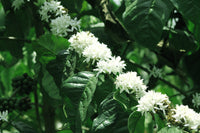 15 ARABICA COFFEE Tree Shrub Seeds - Grow your own coffee!
