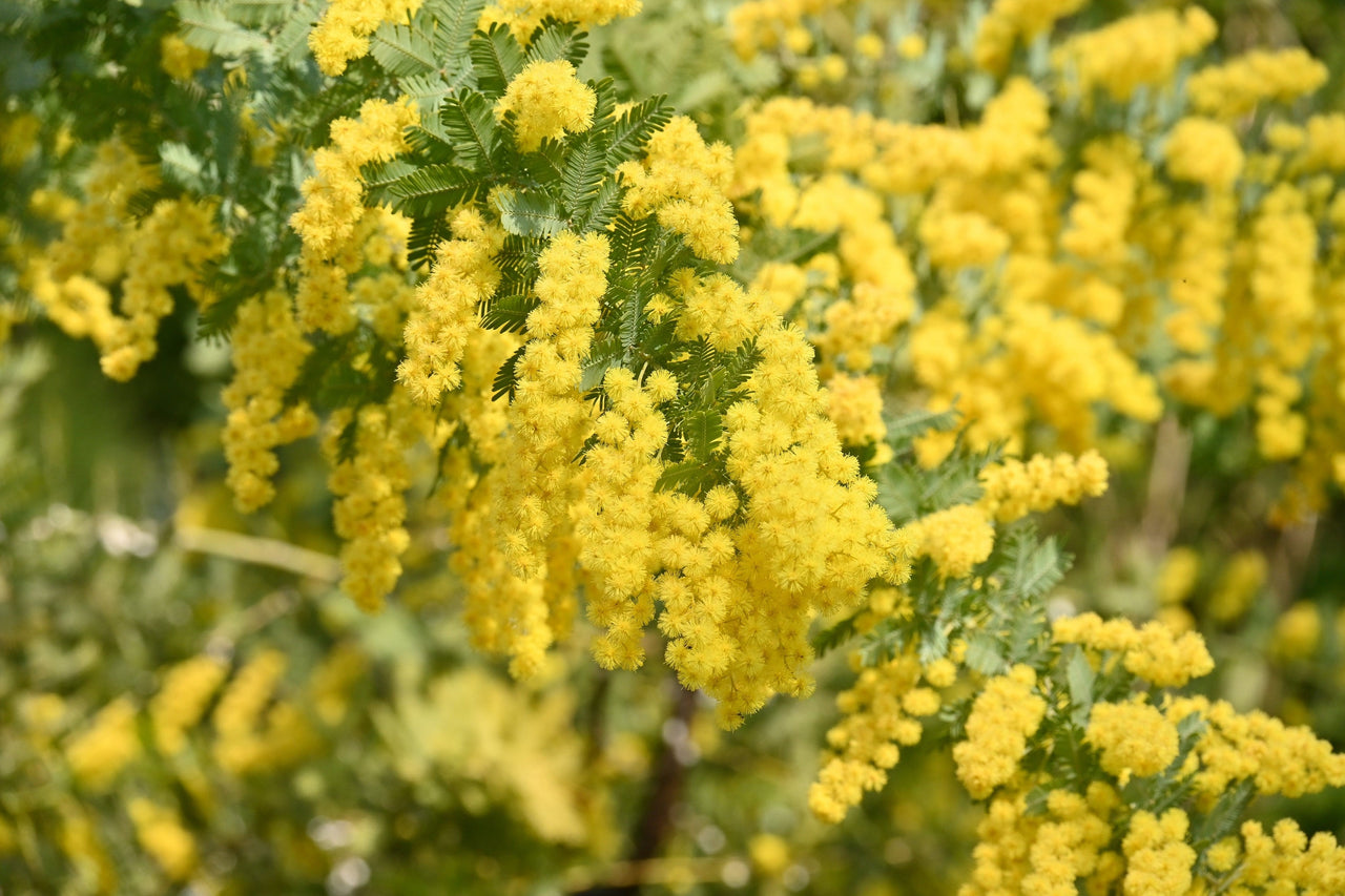 10 GOLDEN MIMOSA Acacia Baileyana Yellow Wattle Tree Flower Seeds