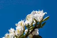 10 WHITE ORCHID TREE Bauhinia Alba syn Variegata Candida Hawaiian Mountain Ebony Camel's Foot Butterfly Flower Tree Hummingbird Seed