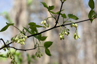 5 AMERICAN BLADDERNUT Tree Staphylea Trifolia Shrub Green Pod White Flower Seeds