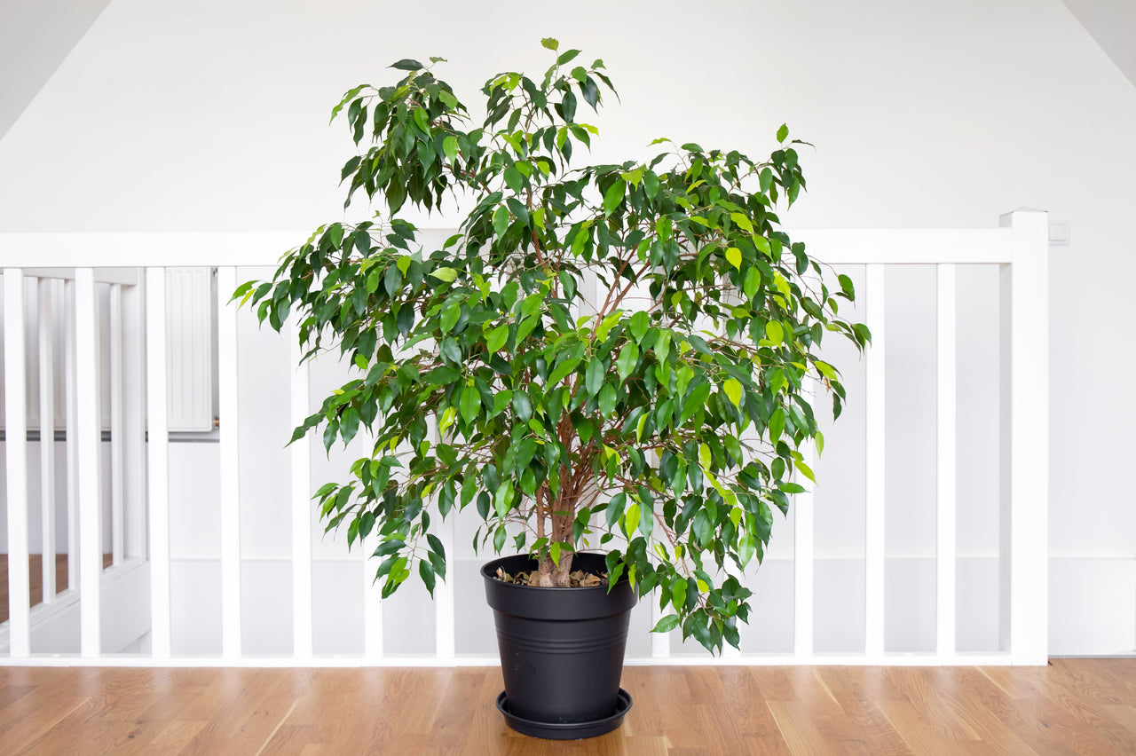 50 WEEPING FIG Ficus Benjamina Benjamin Indian Rubber Tree Houseplant Seeds