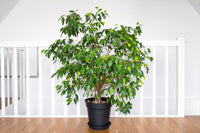 50 WEEPING FIG Ficus Benjamina Benjamin Indian Rubber Tree Houseplant Seeds