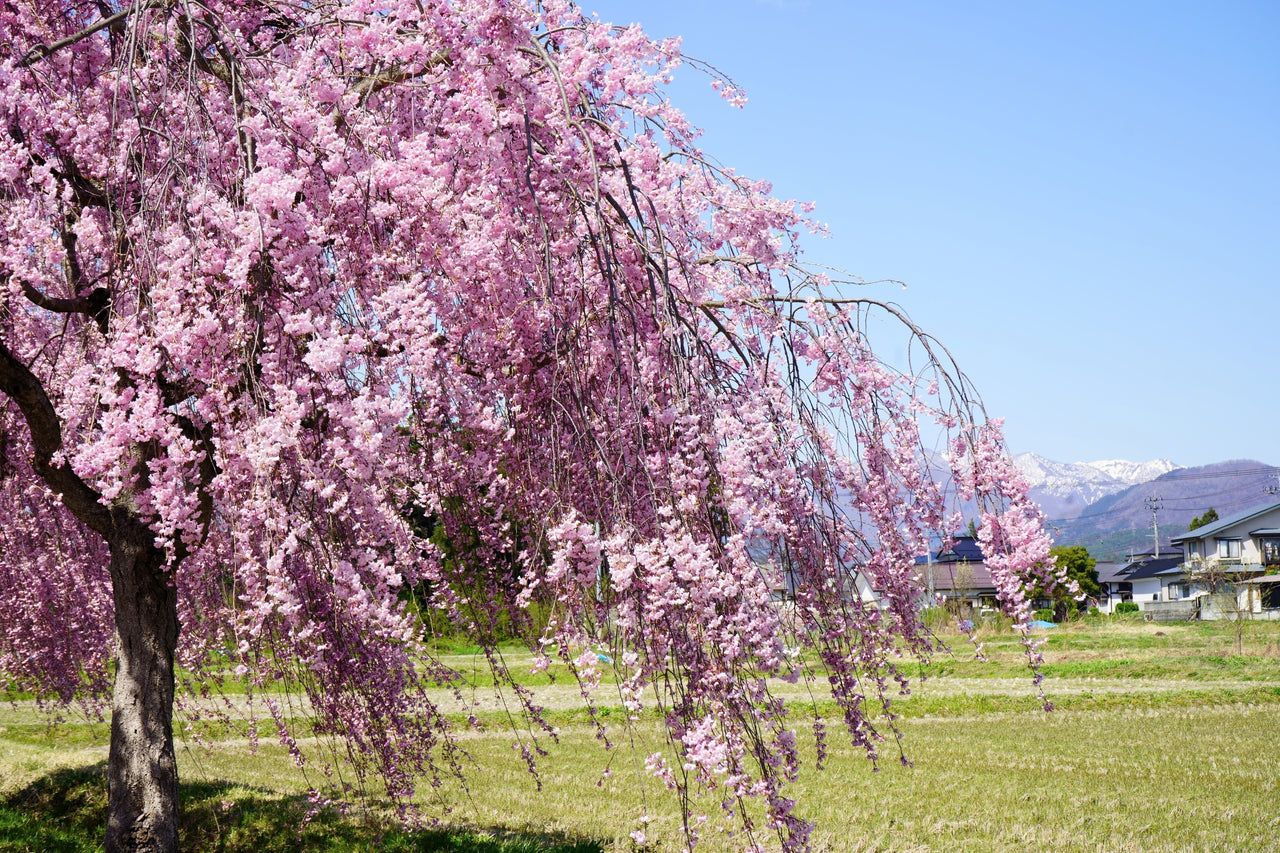 10 WEEPING HIGAN CHERRY Tree Japanese Prunus Subhirtella Pendula Pink Flower Seeds